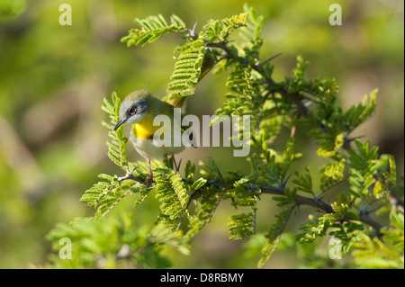 Gelb-breasted Apalis Apalis Flavida, Zulu Nyala Game Reserve, Südafrika Stockfoto