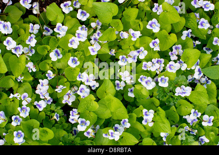 Gemeinsamen blau violett weiß Blumen Viola sororia Stockfoto