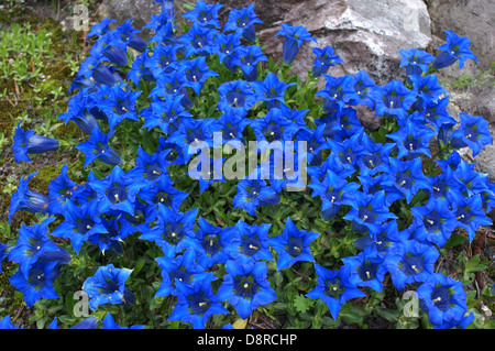 Blaue Enzian senkt Gentiana acaulis Stockfoto