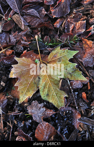 Ein Londoner Platane Blatt im Herbst Stockfoto
