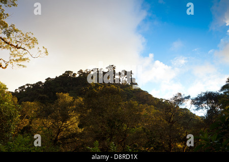 Nebelwald im Nationalpark La Amistad, Chiriqui Provinz, Republik von Panama. Stockfoto