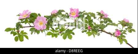 Filiale Briar rose mit entwickelten rosa Blume Stockfoto