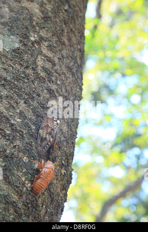 Zikade Häutung auf Kirschbaum Stockfoto