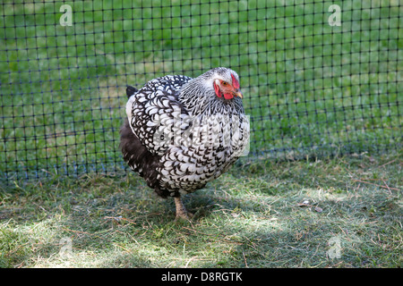 Porträt von Henne in den Rasen. Stockfoto