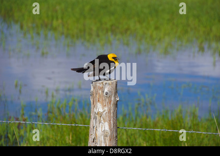 Gelbe Spitze Blackbird (Xanthoocephalus Xanthocephalus) sitzt auf Zaun Malheur National Wildlife Refuge, Oregon Stockfoto