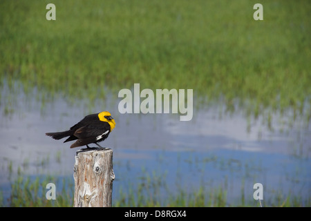 Gelbe Spitze Blackbird (Xanthoocephalus Xanthocephalus) sitzt auf Zaun Malheur National Wildlife Refuge, Oregon Stockfoto