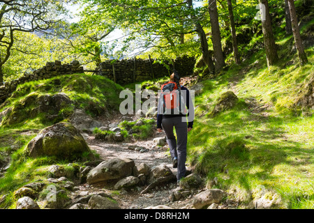 Eine weibliche Wanderer zu Fuß durch den Wald in der Nähe von Alisongrass Hoghouse in der Nähe von Stonethwaite im Lake District. Stockfoto