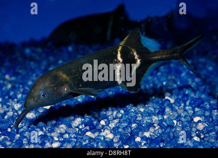 Elephantnose Fisch Gnathonemus Petersii, Mormyridae, Afrika Stockfoto