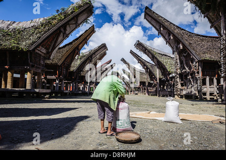 Frau Trocknen Reis auf dem Boden, Tana Toraja, Sulawesi, Indonesien Stockfoto