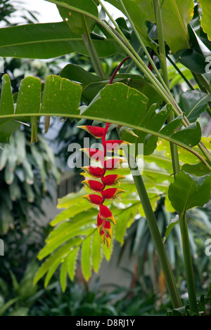 Die Bai Orchideen- und Schmetterlingsfarm Gärten in der Nähe von Chiang Mai, Thailand. Stockfoto