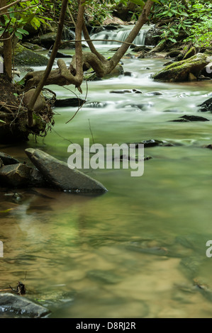 Das gurgelnde Geräusch eines beruhigenden Bachs beruhigt die Seele in dieser ädenischen Umgebung in der Nähe von Asheville, North Carolina. (USA) Stockfoto