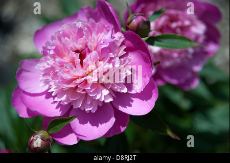 Wunderschöne magentarosa Pfingstrosen-Blüte. (USA) Stockfoto
