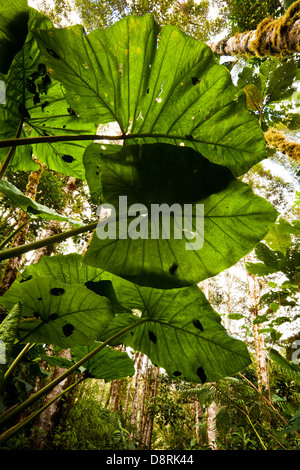Große Blätter in La Amistad Nationalpark, Chiriqui Provinz, Republik von Panama. Stockfoto