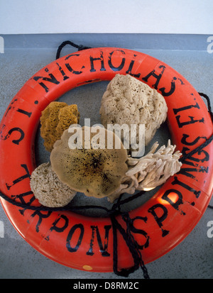 Fünf Arten von Naturschwämme aus dem Golf von Mexiko werden in ein Rettungsring aus dem St. Nikolaus-Schwamm-Boot in Tarpon Springs, Florida, USA angezeigt. Stockfoto