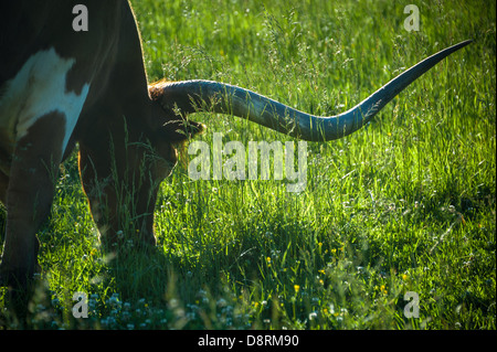 Longhorn-Stier mit Hintergrundbeleuchtung auf einem üppigen Grasfeld auf der Taylor Ranch im Cane Creek Valley of Fletcher, North Carolina. (USA) Stockfoto