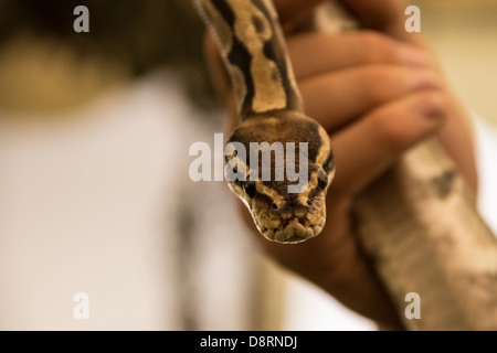 Nahaufnahme der Nadelstreifen Python Schlange Stockfoto