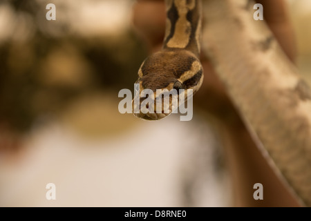 Nahaufnahme der Nadelstreifen Python Schlange Stockfoto