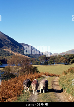 See und rot Hecht fiel mit drei Schafen hinunter Strecke Buttermere, Cumbria, England, Vereinigtes Königreich, West-Europa. Stockfoto