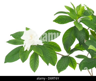 Gardenia Blume (Gardenia Jasminoides) isoliert auf weißem Hintergrund. Closeup. Stockfoto