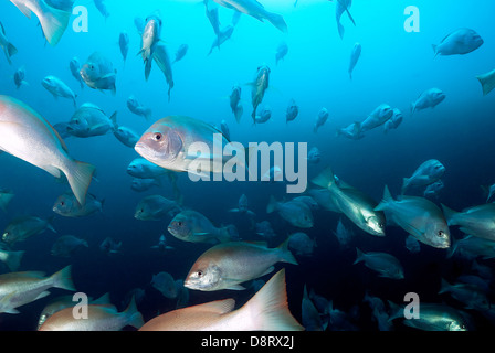 Schule der Red Snapper Lutjanus Bohar am SS Yongala Wrack Great Barrier Reef, Coral Sea, Pazifik, Queensland Australien Stockfoto