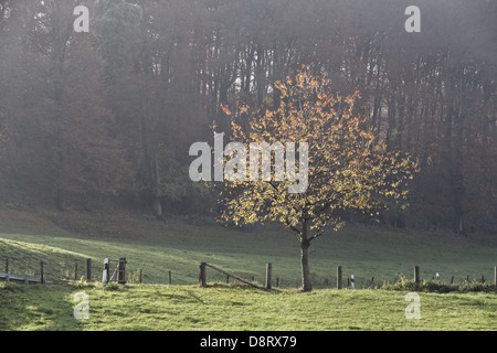 Kirschbaum im Herbst, Deutschland Stockfoto