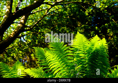 Farne in einem Holz Stockfoto