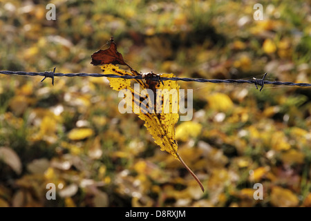 Herbst Blatt einer Weide Zaun Stockfoto