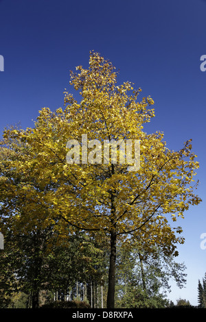 Acer Platanoides, Spitzahorn im Herbst Stockfoto