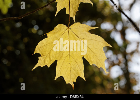 Acer Saccharum, Zucker-Ahornblatt im Herbst Stockfoto