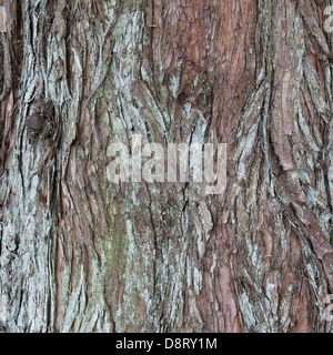 Asequoia Glyptostroboides, Dawn Redwood (Rinde) Stockfoto