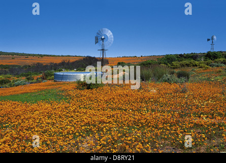 Wildblumen im Frühjahr im Namaqua-Nationalpark, Northern Cape Stockfoto