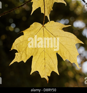 Acer Saccharum, Zucker-Ahornblatt im Herbst Stockfoto