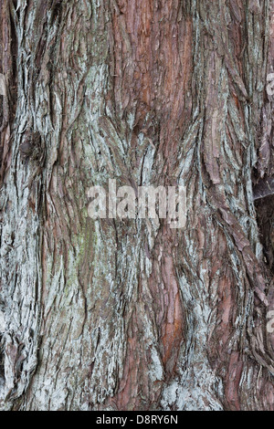 Metasequoia Glyptostroboides, Dawn Redwood Stockfoto