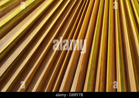 Washingtonia Filifera, California Fan palm Stockfoto