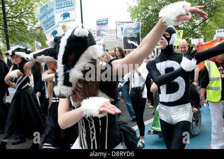 Protest gegen vorgeschlagene Keulung der Dachse führte durch einen Flashmob der Tänzer gekleidet mit Dachs Köpfe Stockfoto