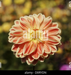 Dahlie 'Garden Festival', Seerose-Dahlie Stockfoto