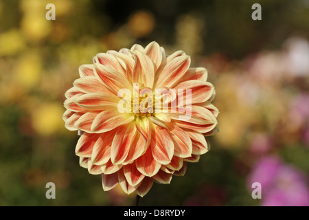 Dahlie 'Garden Festival', Seerose-Dahlie Stockfoto