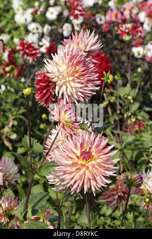 Dahlie "Sarafina" Cactus Dahlia Stockfoto