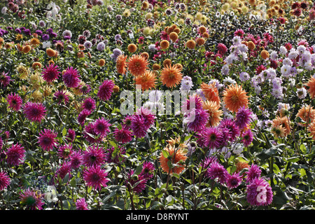 Dahlien im Spätsommer Stockfoto