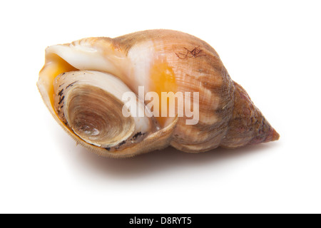 Gemeinsamen Wellhornschnecke oder Meeresschnecke isoliert auf einem weißen Studio-Hintergrund. Stockfoto