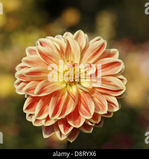 Dahlie 'Garden Festival', Seerose-Dahlie Stockfoto