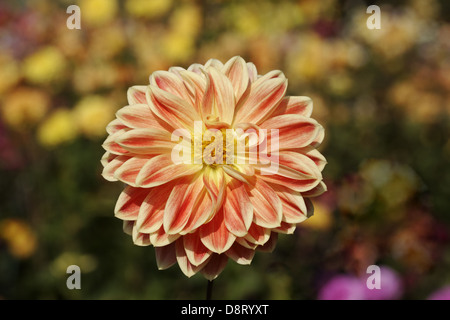 Dahlie 'Garden Festival', Seerose-Dahlie Stockfoto