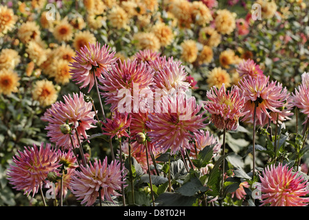 Dahlie "Sarafina" Cactus Dahlia Stockfoto