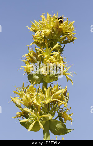 Gentiana Lutea, große gelbe Enzian Stockfoto