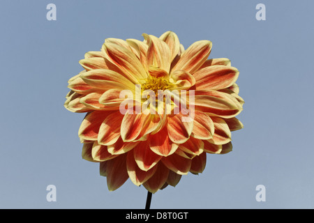 Dahlie 'Garden Festival', Seerose-Dahlie Stockfoto