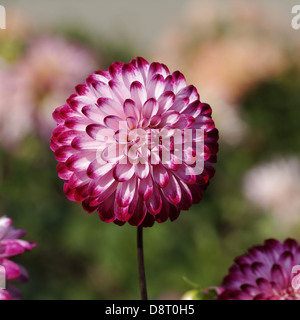 Dahlie 'Wenig Robert' Pompon Dahlie Stockfoto