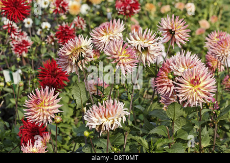 Dahlie "Sarafina" Cactus Dahlia Stockfoto