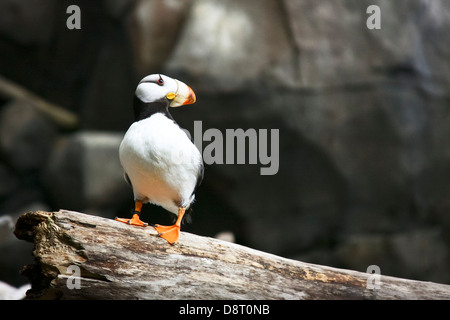 Ein Horenedpuffin im Alaska Sealife Center, Seward, Alaska. Stockfoto