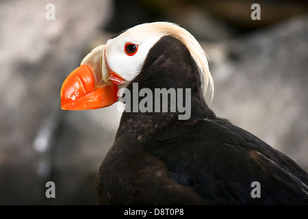 Ein getufteter Papageientaucher im Alaska Sealife Center, Seward, Alaska. Stockfoto