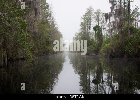 Moos bedeckt kahle Zypresse Bäume Linie ein Suwannee Kanal Kanustrecke in Okefenokee National Wildlife Refuge, Georgia, USA Stockfoto